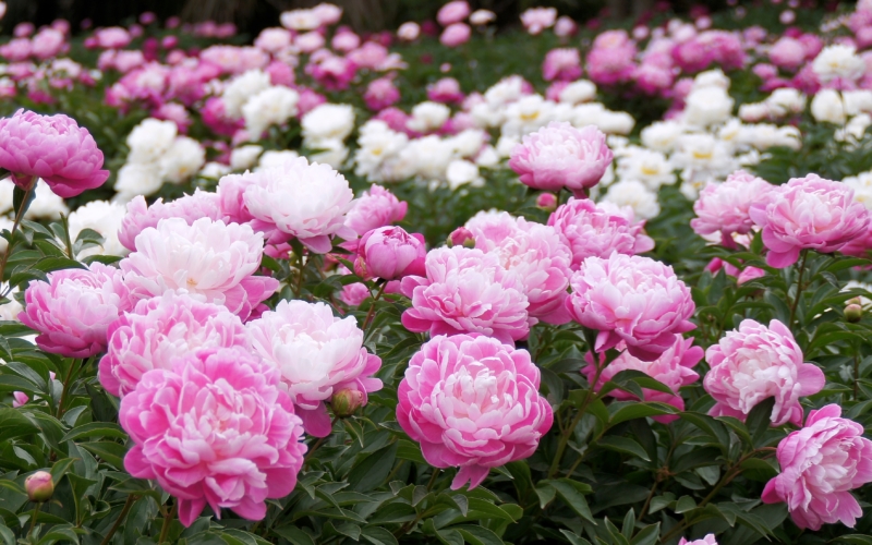 鈴鹿芍薬プロジェクトのイメージ